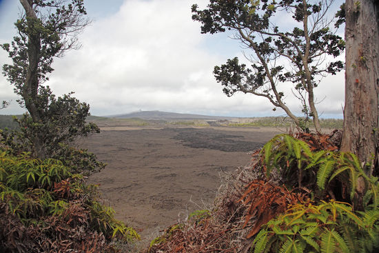 Endlich, endlich, nach mehreren Stunden kommen wir an unser Ziel. Schlagartig lichtet sich der Wald und gibt einen Blick auf das von schwarzer Lava gefüllte Rund des Napau-Kraters frei. Der gegenüberliegende Kraterrand ist auffallend flach. Von dort kam frische Lava in den Krater geflossen. Die Lava stammt vom Pu‘u O‘o, dessen rauchender Gipfel unmittelbar hinter dem Rand des Napau-Kraters aufsteigt.