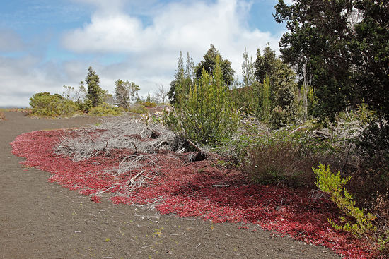 "The Red Weed". Man wird tatsächlich hier an Orson Welles' Buch "War of the Worlds" erinnert...