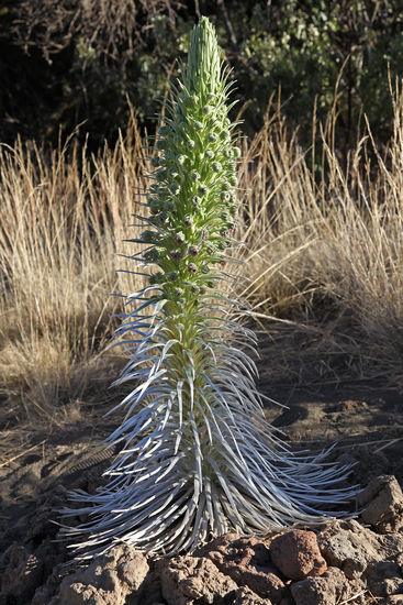 Silversword" heissen diese dekorativen Pflanzen auf den hohen Vulkanen Hawai'is. Sie leben auf den trockenen Hängen der Vulkane in über 3000m Meereshöhe. Sie blühen nur einmal in ihrem Leben, welches nach der Blüte zu Ende geht...
