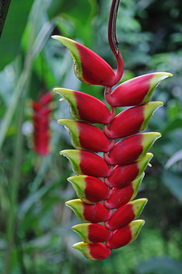 Die Heliconia rostrata ist der Standardvertreter der etwa 200 Heliconienarten. Der Hawai'i Tropical Botanical Gardens zeigt nicht nur zahllose Vertreter dieser Gattung, sondern sorgt auch dafür, dass Samen aller Pflanzen in einer Datenbank gespeichert werden, damit keine Art ausstirbt.