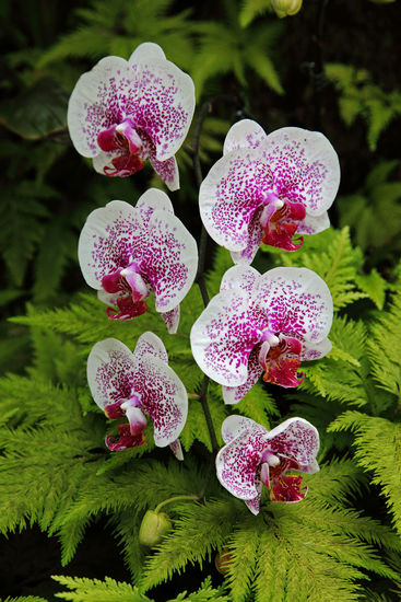 Der Hawai‘i Tropical Botanical Garden ist eine meditative Umgebung. Entlang der Onomea Bay und ein kleines Tal hinauf zieht sich dieser private Garten, der als Museum lebender tropischer Pflanzen Fotografen, Gärtner, Botaniker, Wissenschaftler und Naturliebhaber aus der ganzen Welt anzieht.