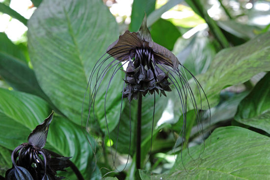 Die Fledermausblume, engl. "bat plant" (Tacca chantrieri), ist eine Blume, die nicht von diesem Planeten zu kommen scheint. Die Blüte ist fast schwarz. Ihre ursprüngliche Heimat ist Südostasien.