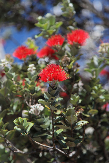 O'hia lehua ist eine der bedeutendsten endemischen Pflanzen auf Hawai'i. Nicht zuletzt als Honiglieferant ist der Baum besonders wichtig, da es in Hawai'i nicht allzu viele endemische Blütenpflanzen gibt.