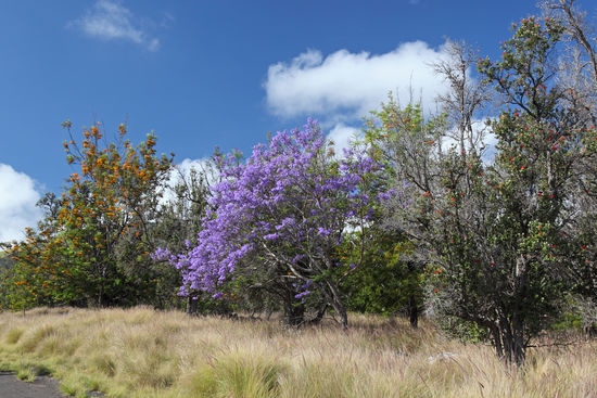 O'hia lehua, Jacaranda und Grevillea, eine gelb blühende Schönheit, sind die "Wandergefährten" auf dem Weg zum Pu'u Wa'a Wa'a Ahupua'a.