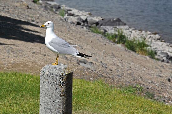 Am Banks Lake, einem der künstlichen Seen um den Grand Coulee Staudamm, liessen sich Ringschnabelmöwen (Larus delawarensis) nieder - zum Leidwesen anderer Vogelarten.