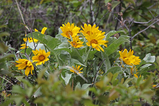 Die Pfeilblättrige Balsamwurzel (Balsamorhiza sagittata) öffnet Mitte Mai ihre Blüten. Sie ist eine der häufigsten Frühlingsblüher im Yellowstone Nationalpark und überzieht ganze Berghänge in Gelb-Grün.