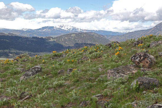 Hellroaring Creek und Hellroaring Mountain am Nordrand des Yellowstone Nationalparks waren unsere Wanderziele an diesem kühlen Frühlingstag. Immer wieder drohten Schneeschauer, aber die meisten zogen knapp an uns vorbei und wir konnten die Weite, die Ruhe, die Natur, die Einzigartigkeit der Landschaft ungestört geniessen.