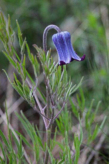 Bluebell
Von Mai bis Juli blühen diese edlen Blumen auf den Gebirgswiesen von Yellowstone.