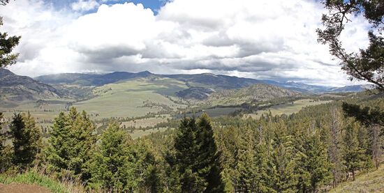 Auf dem Foto kann man das gesamte Gelände sehen, durch das diese beiden fantastischen Wanderwege führen. Dort draussen auf den Bergwiesen kann man eine Menge Frühlingsblumen bewundern, aber auch Hirsche, Bisons, Gabelböcke, Kojoten und Grizzlys sehen. Bei uns waren's nur Bisons und Kojoten, aber immerhin. Ganz links am Bildrand: der Hellroaring Mountain, der grösste Granitsockel im Yellowstone Nationalpark.