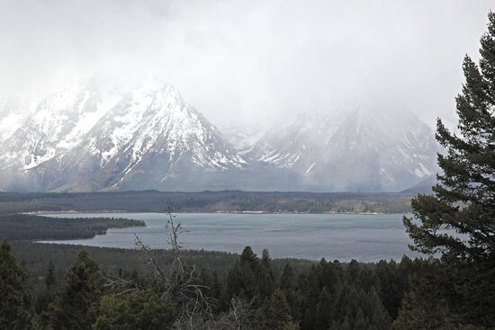 Grand Tetons in the mist
Der Grand Teton National Park ist benannt nach dem höchsten Berg der Region, dem 4199 Meter hohen Grand Teton Die Namensgeber waren französische Trapper im 19. Jahrhundert. Sie gaben den drei höchsten Bergen den Namen "les trois tétons" (die drei Brustwarzen), der später einfach nur anglisiert wurde. Der Grand Teton steigt von Jackson Hole abrupt 2100 Meter auf, fast 260 Meter mehr als der zweithöchste Berg der Region, Mt. Owen.