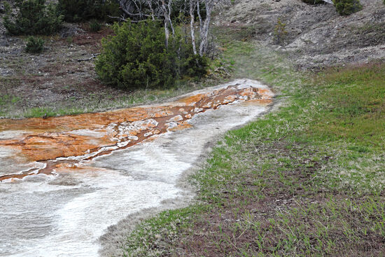Baby-Quelle
Heisse Quellen in Mammoth Hot Springs entstehen einfach aus dem Nichts. Plötzlich bricht heisses, mineralhaltiges Wasser aus der Grasnarbe und schon nach kurzer Zeit bilden sich Ablagerungen in verschiedenen Farben. Gras adieu.