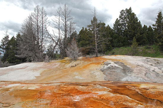 Wo einmal Leben war
Die Fluchtgeschwindigkeit von Bäumen ist eher langsam. Daher wird ihr Schicksal besiegelt, sobald sich eine neue Mineralquelle zwischen ihren Wurzeln breitmacht. Die Bäume werden von unten her regelrecht "zugesintert".