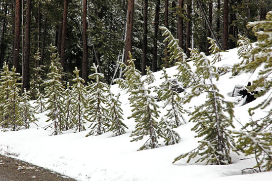 Im Spätwinter (Mitte Mai) kann man im Yellowstone-Nationalpark noch die ein oder andere Überraschung erleben. Auf einer Passhöhe fahren wir durch einen verschneiten Wald - keine Seltenheit zu dieser Jahreszeit. Erst seit 2 Wochen sind die Wintersperren im Park aufgehoben...