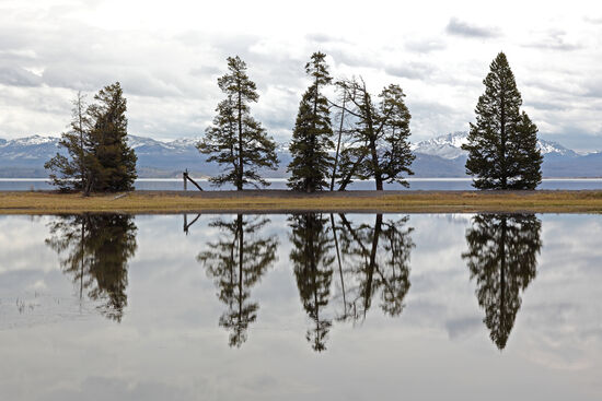 Ruhe. Entspannung. Meditation.
Um die heissen Quellen des Yellowstone-Nationalparks herum herrscht ein Halli-Galli, sobald nach der Winterpause die Strassen freigegeben werden. Weit über 99% der Menschen laufen aber nie weiter als 200 Meter von ihren Autos weg. Schon auf kurzen Wanderungen denkt man, ganz alleine im Park zu sein. Ein herrliches Land!