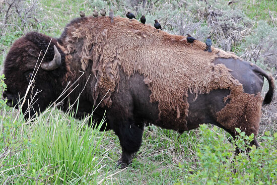 Zwischen 1978 und 1992 wurden im Yellowstone Nationalpark 56 Menschen von Bisons getoetet, aber nur 12 von Bären. Bisons sind, ähnlich wie Kaffernbüffel in Afrika, unberechenbar. Sie warnen nicht vor einem Angriff. Sie laufen einfach los. Wehe dem, der ihnen im Weg steht.
