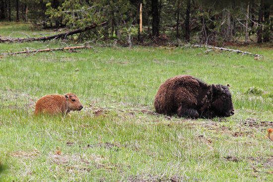 Das war eine goldige Überraschung direkt am Strassenrand! Ein Bisonkalb mit seiner Mutter. Ich war sprachlos ob meines Glücks.