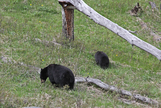 Mama Bear
Von 1910 bis 1960 erlaubten Parkmanager das Füttern von Schwarzbären, obwohl der National Park Service dies nicht gerne sah. Während dieser Zeit wurden für viele Leute Schwarzbären zusammen mit Old Faithful das Symbol von Yellowstone. "Yogi Bear" ist vielen sicher noch ein Begriff. Seit 1960 versuchen Parkmitarbeiter die Schwarzbären von menschlicher Nahrung zu entwöhnen.