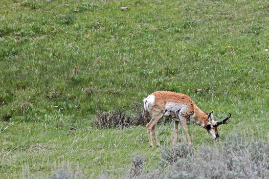 Pronghorn