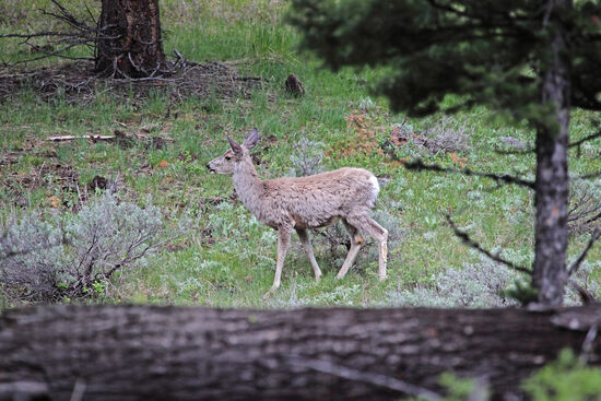 Mule Deer