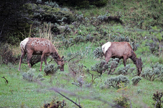 Elk = Wapiti