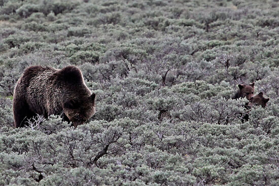 Mama steht in der Küche und sorgt für das Essen, während die Kleinen im Garten herumtoben. So oder so ähnlich wird die Situation schon sein. Die Grizzlybärenmutter führte ihre Jungen zum ersten mal ins Tal, nachdem sie hoch im Gebirge überwintert hatten. Das Familienglück war sehr weit weg: ich musste das grösste Teleobjektiv auspacken und später das Bild noch beschneiden.