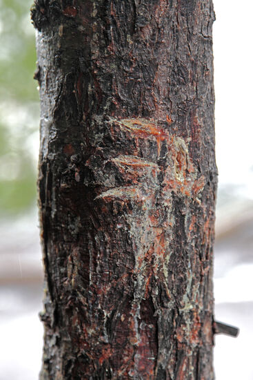 Zeichen der Zeit
Ein schlechtes Zeichen. Zeit zu verschwinden. Hier war ein Bär!