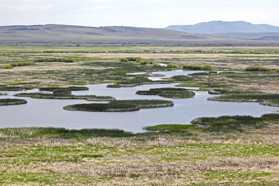Feuchtgebiet in der Wüste
Das Malheur National Wildlife Refuge ist ein wichtiges Feuchtgebiet am Rande des Great Basins. Zugvögel können hier auf ihren langen Wanderungen rasten und sich stärken.