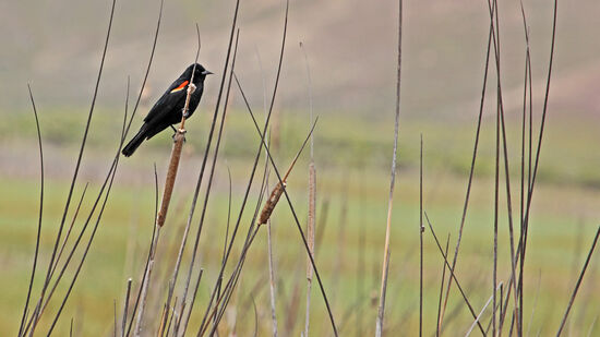Schilfrohr und Rotschulterstärling
Neben Binsengras und Kamm-Laichkraut ist das Schilfrohr die häufigste Pflanzenart im Malheur National Wildlife Refuge. Die Pflanzen sind typisch für Feuchtgebiete, aber Malheur ist sowohl Wüste als auch Feuchtgebiet - je nachdem, wieviel es im Winter geregnet oder geschneit hat.