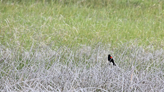 Der Rotschulterstärling (Red-winged Blackbird, Agelaius phoeniceus) ist auf dem Gebiet der 48 Staaten ganzjährig anzutreffen. Der nördliche Teil der Population zieht im Sommer bis nach Neufundland und Alaska, um zu brüten. Es wird angenommen, dass der Rotschulterstärling der häufigste Landvogel in Nordamerika ist. Lockere Schwärme können bis zu einer Million Tiere umfassen und die Anzahl der Brutpaare liegt weit über 250 Millionen. Im Malheur National Wildlife Refuge ist er häufig zu sehen und ganzjährig anzutreffen.