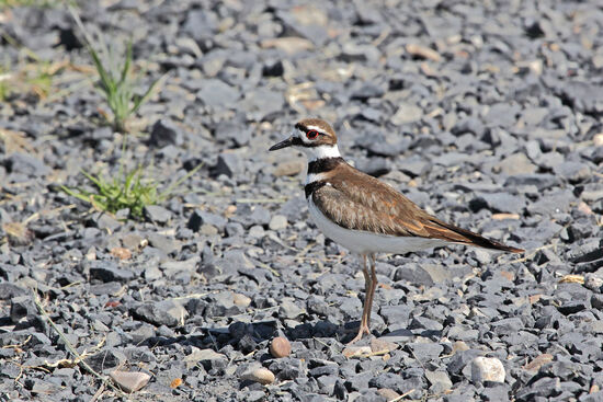 Der Keilschwanz-Regenpfeifer (Killdeer, Charadrius vociferus) hier im Malheur National Wildlife Refuge ist ein sehr schön gefärbter Vertreter der Regenpfeiferfamilie. Der englische Name klingt zwar merkwürdig, ist aber nur der onomatopoietische Ausdruck ihres Rufs. Mit zwei schwarzen Bändern über dem Kopf, zwei schwarzen Bändern über Hals und Brust, sowie dem roten Augenring sind sie – anders als ihre Verwandten – leicht zu identifizieren. Die Jungen des Vogels sind Nestflüchter und die Mutter hat alle Flügel voll zu tun, ihre Brut beisammen zu halten. Deswegen gehört sie auch zu den Vögeln die ihren Jägern gegenüber die Nummer „gebrochener Flügel“ abziehen, um Räuber von ihren Jungen abzulenken.