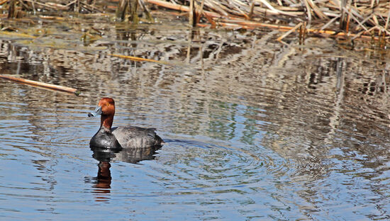 Die Rotkopfente (Redhead, Aythya americana) gehört zu den Tauchenten. Während der Brutzeit sieht man sie im gesamten Nordamerika, so auch hier im Malheur National Wildlife Refuge. Nur im Winter zieht sie sich in wärmere Gefilde zurück. Die südlichen Staaten sowie Mexiko und Guatemala gehören dann zu ihren bevorzugten Reisezielen. Rotkopfenten haben nicht viele natürliche Feinde. Sie sterben meist an Krankheiten oder an indirekten menschlichen Einflüssen. Sie wird kaum gejagt, weil sie trotz ihres grossen Verbreitungsgebiets nicht besonders häufig ist.
