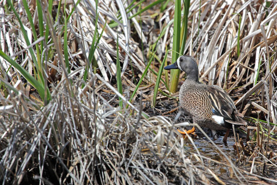Die Blauflügelente (Blue-winged Teal, Spatula discors) gehört zu den Schwimm- oder Gründelenten. Sie brütet von Alaska bis Nova Scotia im Norden und bis Texas im Süden, meist in Marschland und Teichen. Im Winter bevorzugt sie die Atlantik- und Pazifikküsten, sowie die Karibik und Mittelamerika. Als Zugvögel fliegen diese Enten auch weite Strecken über offenes Meer und erreichen gelegentlich Europa. In den letzten Jahren sind sie sogar jährlich in Grossbritannien und Irland gesichtet worden.