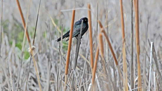 Brewer's blackbird (Purpurstärling, Euphagus cyanocephalus) ist nach dem Ornithologen Thomas Mayo Brewer benannt worden. Auf den ersten Blick ist der Vogel schwarz, aber in der Sonne schillert sein Gefieder lila und blaugrün. Er ist im Malheur Wildlife Refuge häufig anzutreffen.