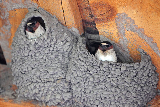 Die Fahlstirnschwalbe (American Cliff Swallow, Petrochelidon pyrrhonota), Mitglied der Ordnung Sperlingsvögel, Familie Schwalben, brütet gerne in felsigen Gebieten und bildet Kolonien bis über 2000 Nestern aus Lehm. Sie verschmäht auch Brücken nicht und wo es weder Beton noch Felsen gibt, nimmt sie eben auch mal Holzkonstruktionen über Ställen und wird deswegen manchmal mit der Rauchschwalbe verwechselt. Der amerikanische Name der Schwalbe weist auf ihre bevorzugten Brutgebiete hin. Mit dem Bau von Strassen, Brücken und Betongebäuden hat sich der anpassungsfähige Vogel neue Lebensräume erschlossen und breitet sich immer weiter nach Osten aus. Seine ursprüngliche Heimat sind die Gebirge an der amerikanischen Westküste. Im Winter macht der Vogel es sich in Brasilien, Uruguay und Teilen von Argentienien bequem.
