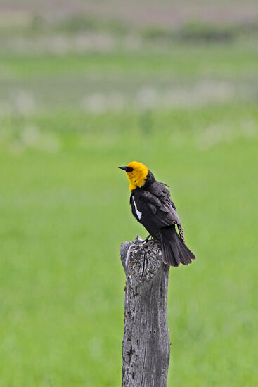 Der Gelbkopfstärling (Yellow-headed Blackbird, Xanthocephalus xanthocephalus) ist der einzige Vertreter seiner Gattung. Seine Brutgebiete umfassen Marschgebiete westlich der grossen Seen. Gelbkopfstärlinge nisten in Kolonien und teilen sie mit dem Rotschulterstärling. Die Männchen sind besonders territorial und verwenden viel Zeit darauf, auf Riedstengeln zu sitzen und Eindringlinge zu verscheuchen. Sie sind Zugvögel und fliegen oft zusammen mit anderen Vogelarten in grossen Schwärmen in die südwestliche Ecke der U.S.A. und nach Mexiko. Höchst selten verschlägt es sie auch mal nach Westeuropa. Ihr Gesang erinnert an das Knirschen eines rostigen Scharniers.