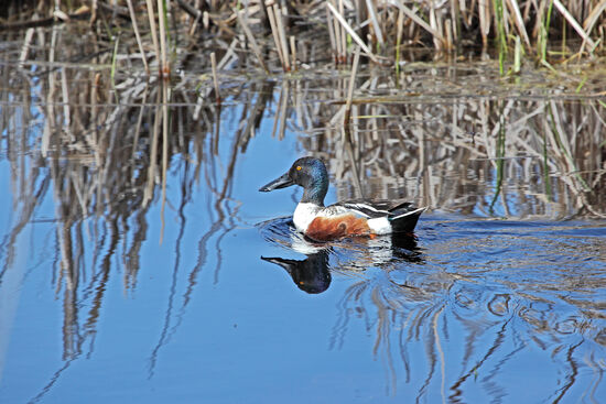 Schaufler
Die Löffelente (Northern Shoveler, Spatula clypeata) ist in Grossbritannien als „Schaufler“ bekannt. Sie brütet in Europa und Asien, sowie von der Hudson Bay über die grossen Seen bis nach Colorado, Nevada und Oregon. Im Winter zeiht sie sich nach Südeuropa, Afrika, Indien, Südostasien, Mittel- und Südamerika zurück.