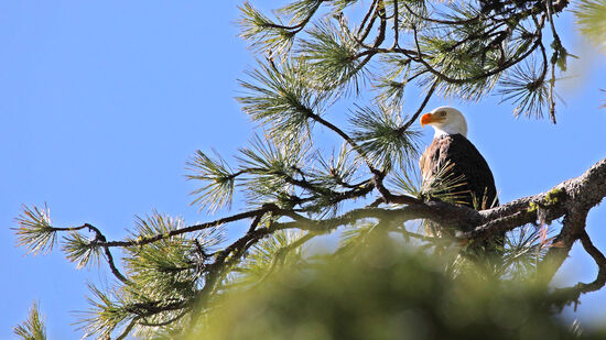 Der Wappenvogel
Der Weisskopfseeadler (Bald Eagle, Haliaeetus leucocephalus), der Wappenvogel der U.S.A., ist der grösste Greifvogel in Nordamerika und nach dem Condor der zweitgrösste Greifvogel beider Amerikas. Er lebt von Alaska bis hinunter nach Nordmexiko. Wo immer sich offenes Wasser befindet, kann er sich ansiedeln, denn seine Hauptnahrung sind Fische. Er ist Wappenvogel und Nationaltier der Vereinigten Staaten von Amerika. Im späten 20. Jahrhundert war er fast überall (ausser in Alaska) vom Aussterben bedroht. DDT verursachte eine Störung im Kalziumhaushalt des Tieres und bewirkte zu dünnschalige Eier und Sterilität bei erwachsenen Tieren. Weitere Gründe für den starken Rückgang der Populationen waren weiträumige Vernichtung seines Lebensraums, sowie legale und illegale Abschüsse. 1930 berechnete ein Ornithologe in New York, dass in den Jahren von 1918 bis 1930 etwa 70000 Adler in Alaska abgeschossen worden sind, weil der Glaube weitverbreitet war, das Tier würde Lämmer und sogar Kleinkinder rauben.