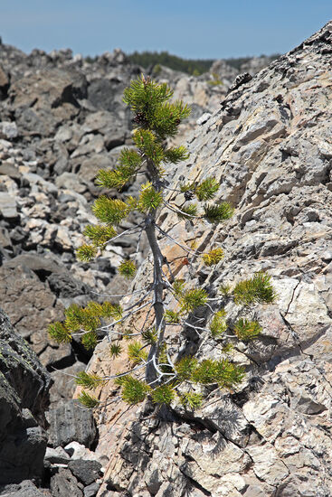 Lodgepole Pine
Die Küstenkiefer (Lodgepole pine, Pinus contorta) kommt von der Küste bis in hohe Bergregionen vor. Sie ist sehr anspruchslos, wie man bei dem gezeigten Exemplar sieht: es wächst auf einem alten Lavafluss im Newberry-Krater praktisch ohne Mutterboden.
