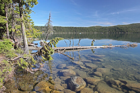 Paulina Lake
Ein abgelegenes und relativ unbekanntes Juwel sind die Seen in der Newberry-Caldera. Wie der ungleich berühmtere Crater Lake liegen sie in einer Caldera eines Vulkans, der es locker mit dem Mt. Mazama, dessen Einsturz den Crater Lake schuf, aufnehmen kann. Im Gegensatz zum Crater Lake darf man sich hier frei bewegen und so wanderten wir einmal um Paulina Lake herum.