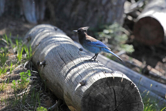 Der Diademhäher (Steller’s Jay, Cyanocitty stelleri) wurde nach Georg Wilhelm Steller benannt, der diesen Vogel 1741 erstmals beschrieb. Der Vogel lebt vorwiegend in Koniferenwäldern der westlichen Hälfte von Nordamerika, von Alaska bis nach Nicaragua. Dichte Wälder liegen ihm nicht; er braucht neben Koniferen- oder Mischwald auch Lichtungen. Er lebt in Gruppen von mehr als 10 Individuen und besucht im Herbst gerne Eichenwälder, wo er in Scharen einfällt.