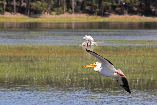 Pelikane? Mitten in Oregon?
Der Nashornpelikan (American White Pelican, Pelecanus erythrorhynchos) ist einer der grössten Wasservögel. Er lebt im westlichen und südlichen Nordamerika, brütet im Landesinneren in Kolonien auf abgelegenen Inseln und überwintert entlang der warmen Karibikküsten. Im Wasser graziös, wirkt er in der Luft eher pompös. Zu meiner grossen Überraschung treffe ich ihn hier im Hochland von Oregon an. Offensichtlich ist er hinsichlich der Auswahl seines Brutgebietes doch nicht so wählerisch, wie es in Büchern beschrieben wird. Der See, wo ich den Vogel antraf, machte jedenfalls nicht den Eindruck eines sicheren Brutplatzes.