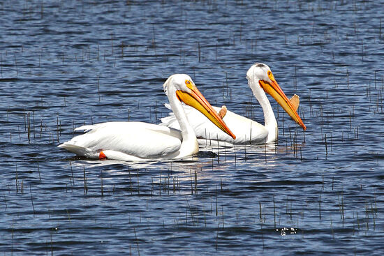Dixon Lanier Merritt (1879-1972) war ein amerikanischer Poet und Humorist. Er wurde weltweit bekannt durch seinen Limerick über den Pelikan. 
A wonderful bird is the Pelican.
His beak can hold more than his belly can.
He can hold in his beak
Food enough for a week!
But I’m damned if I see how the helican?