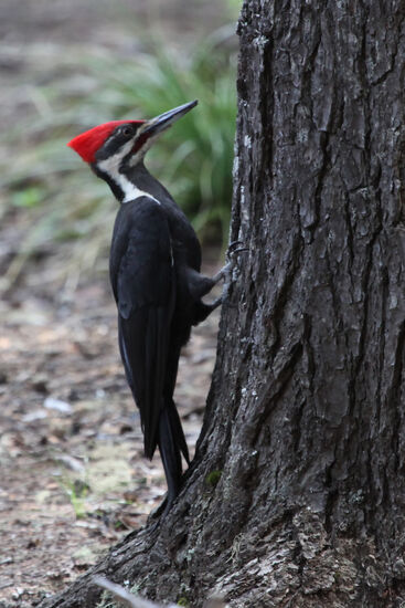 Da der berühmtere Elfenbeinspecht vermutlich ausgestorben ist, dürfte der Helmspecht (Pileated Woodpecker, Dryocopus pileatus) heute der grösste lebende Specht des nordamerikanischen Kontinents sein.