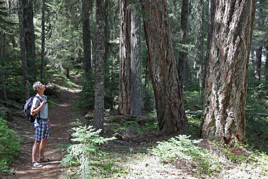 Auf dem PCT
Der Pacific Crest Trail ist ein 4279km langer Wanderweg, der von der Grenze zu Mexiko bis an die kanadische Grenze führt. Er verläuft in Kalifornien durch Sonora-Wüste und Sierra Nevada, durch Oregon und Washington entlang der grandiosen Vulkane der Cascades. Er wurde in Europa bekannter, als der Film "Wild" mit Reese Witherspoon herauskam. Das gleichnamige autobiografische Buch von Cheryl Strayed bekam mehrere Auszeichnungen. Der unglückliche deutsche Titel ist "Der grosse Trip".