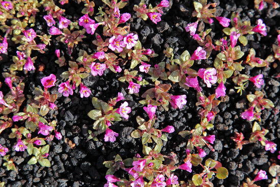 Frühling auf dem Mond
Das Craters of the Moon National Monument ist eine karge Landschaft. Nur im Frühling blühen einzelne Blumeninseln auf der schwarzen Lava.