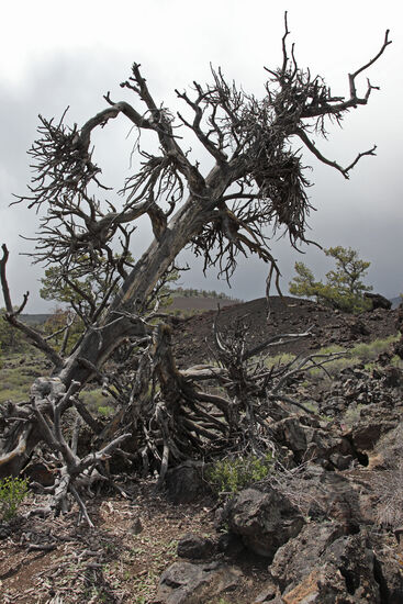Witch's Broom, in Deutsch Hexenbesen genannt, ist eine Pflanzenkrankheit, die aus unterschiedlichen Gründen ausgelöst werden kann. Es kann sich um eine Hormonstörung einer Pflanze handeln oder von verschiedenen Erregern verursacht werden. Pilze, Misteln, Milben, Nematoden, Phytoplasmen und Viren werden als Auslöser angenommen. In einem Gebiet des Craters of the Moon National Monument ist diese Krankheit sehr verbreitet. Das Gebiet trägt auch den Beinamen "Devils Orchard" ("Des Teufels Obstgarten").
