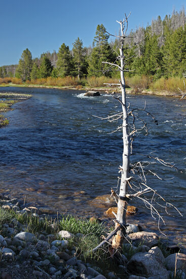 River of No Return
Die historische Expedition von Lewis und Clark fand heraus, dass der Salmon River nach Westen fliesst. Die Expeditionsteilnehmer stellten aber bald fest, dass der Fluss in seinem mittleren Lauf wegen vieler Stromschnellen praktisch nicht schiffbar war. Diese Tatsache gab ihm bald den Namen "River of No Return". Der gleichnamige Spielfilm mit Marilyn Monroe und Robert Mitchum greift lediglich den Namen des Flusses auf - die Geschichte ist frei erfunden, aber dennoch sehenswert. Hier am F&gt;uss der Sawtooth Mountains entspringt der Fluss und ist hier ein kleines Rinnsal. Erst viel später wird er zum Scheusal...