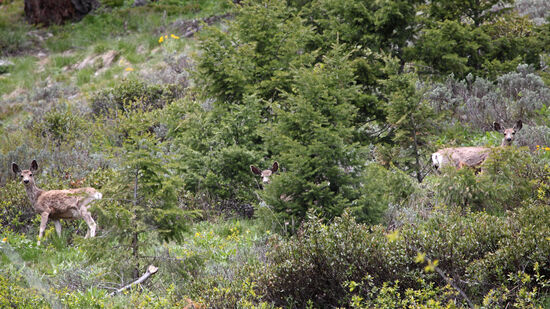 Mule Deer
3 junge Maultierhirsche im Fellwechsel sehen wir auf der Wanderung um den Redfish Lake in Idaho. Vielleicht sind es auch mehr. Wenn sie in lichtem Gestrüpp stehen, sind sie kaum auszumachen, wenn sie sich nicht bewegen...