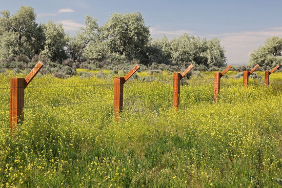 Dieser verdammte Zaun
„Wir sind wie Ratten in einem Drahtkäfig
Und schäumen vor ohnmächtigem Zorn.
Uns hinter diesen verdammten Zaun zu sperren
Ist jemandes Verständnis von nationaler Verteidigung“. 
(aus dem Gedicht „DAMNED FENCE“ des Minidoka-Lagerinsassen Jim Yoshihara).
