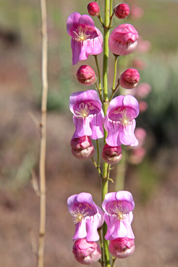 Frühling in der Halbwüste
Der Südosten Oregons ist ausgesprochen trocken. Im Frühling blüht es da und dort, aber das Land wirkt jetzt schon recht ausgetrocknet. Im Sommer möchte ich lieber nicht hier sein...
